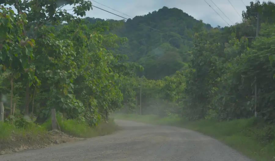 dirt road in costa rica